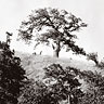 Rowena Oak Tree